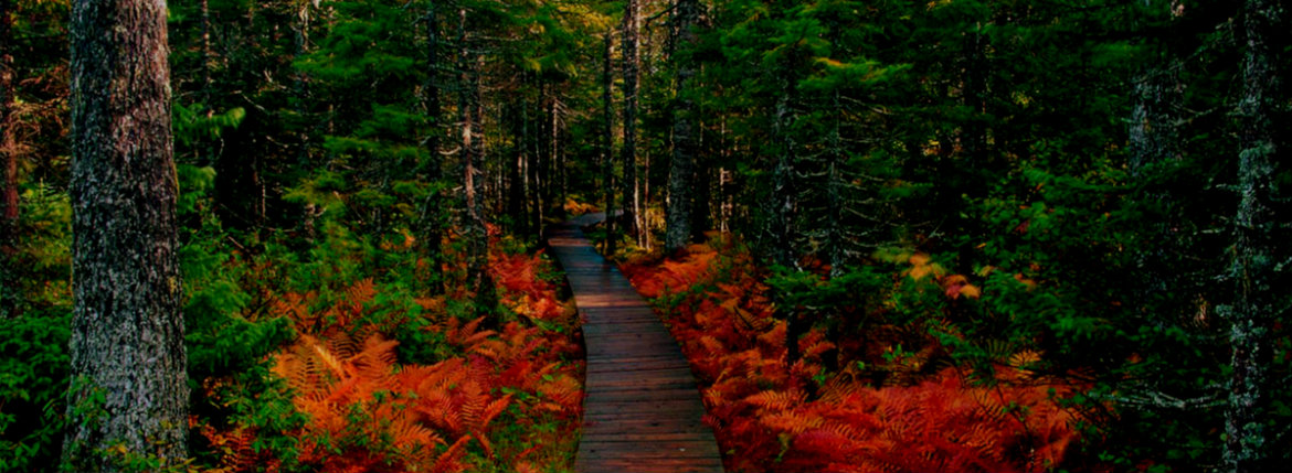 Pathway for Kids!